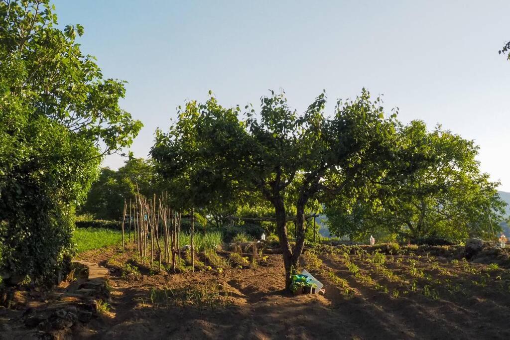El Bosque De Los Romanos Apartamento Puerto de Béjar Exterior foto